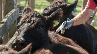 Comienza la primera campaña de vacunación contra fiebre aftosa y brucelosis en todo el país
