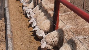 La adaptabilidad de losovinos al sistema de engorde a corral obtuvo buenos resultados.