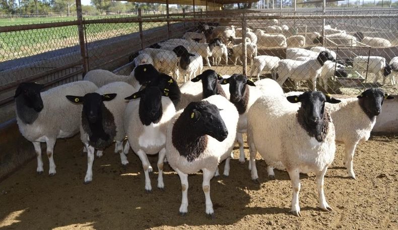 Scrapie. Especialistas destacan la importancia del manejo de la bioseguridad, diagnóstico veterinario y biogenotificación para reactivar y sostener las exportaciones.