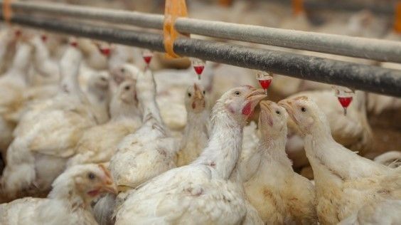 Influenza aviar. Continúan las tareas de vigilancia epidemiológica en todo el territorio nacional