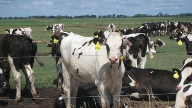 Motivar | Toni 1.jpg