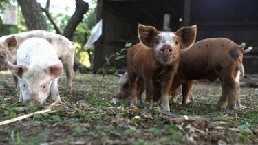 Alojar a los porcinos gestantes en un ambiente enriquecido durante la gestación mejoró la supervivencia neonatal temprana.
