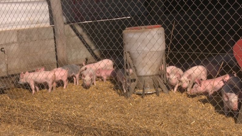Córdoba trabaja en políticas para el bienestar animal en producción porcina.