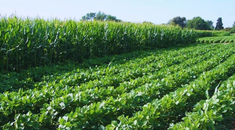 Cambio climático. Hubo unretraso en la fecha de la primera helada en todo el país.