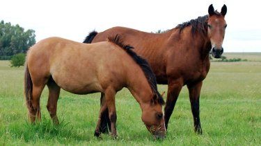 Encefalomielitis equina: prevención clave para los caballos.