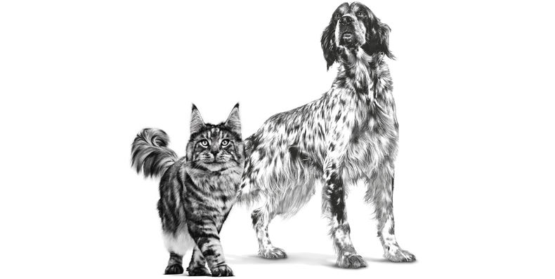La nueva gama de alimentos de Royal Canin está diseñada para el bienestar de perros y gatos.
