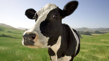 Seleccionar una vaca con una buena estructura corporal mejora su producción de leche y prolonga su vida.