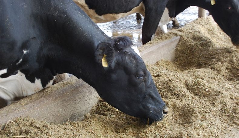 Existen otrasestrategias nutricionales con el objetivo de atenuar el estrés térmico a travésde mejoras en el proceso ruminal.