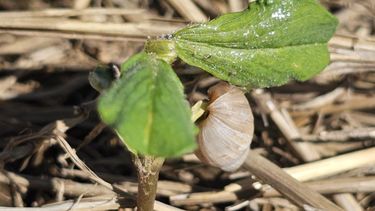 La adaptación y reproducción de los caracoles los posiciona como una amenaza para cultivos, desde la siembra hasta la cosecha.