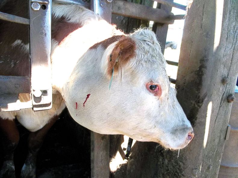 Foto actinobacilosis INTA.jpg