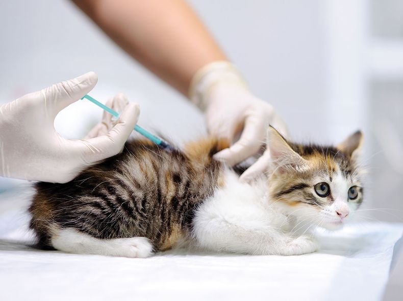 Medicina felina. Estudio arroja una supervivencia de hasta al menos 6 meses en el 86% de los gatos tratados con remdesivir.&nbsp;