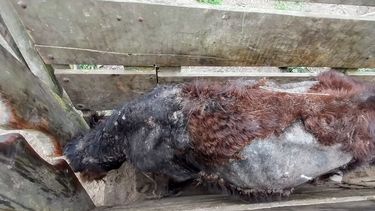 La sarna bovina afecta la ganancia de peso hasta en 60 kilos por animal.