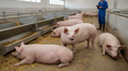 Evaluar vocalizaciones porcinas mejora el Bienestar animal con IA.