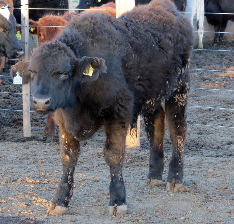 Biogénesis Bagó 1.jpg