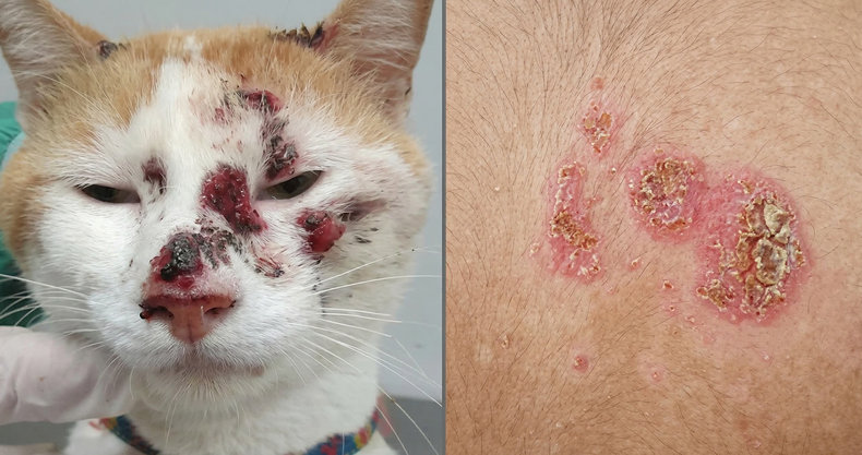 Los felinos infectados pueden transmitir el hongo a humanos por arañazos o mordeduras.