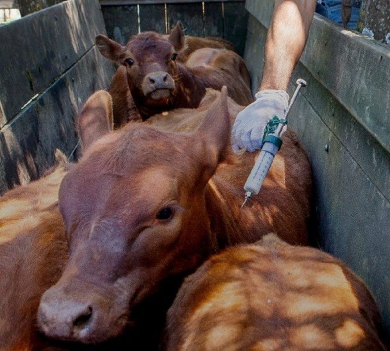 Fiebre aftosa. El CVPBA hace un llamado al compromiso técnico y político.&nbsp;