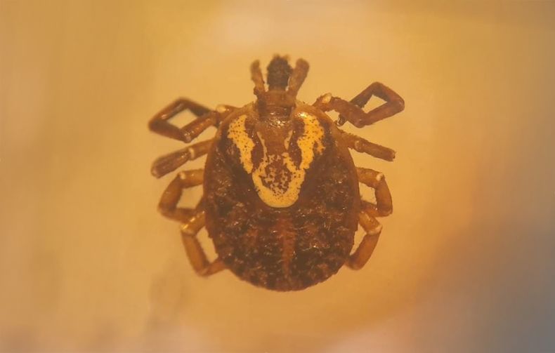 Garrapatas. La especie Amblyomma sculptum tiene un collar amarillo en el lomo.