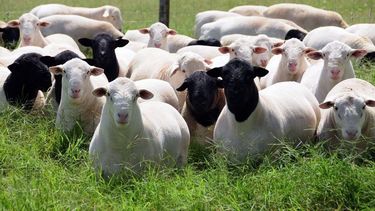 Los tres casos de Scrapie confirmados eran ovinos Dorper importados de Paraguay.