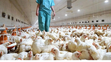 La División deProtección Pecuaria determinó reconocer la condición de libre de influenza aviar de Argentina&nbsp;