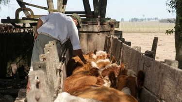 Buscan reducir la emisión de metano, que impacta en el cambio climático y la eficiencia ganadera.