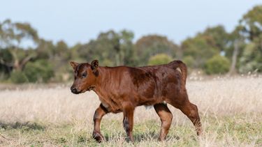 Terneros centinela permiten confirmar la ausencia de fiebre aftosa.