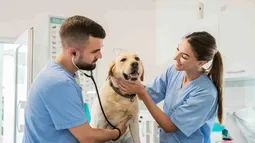 En Argentina, el día de los veterinarios se conmemora cada 8 de agosto.