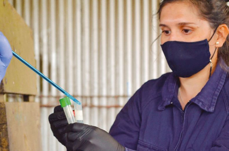 La guía para el diagnóstico en bovinos fue generado por el Centro Regional Buenos Aires Sur del INTA.