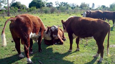 Motivar | Foto Plan Ganadero1.jpg