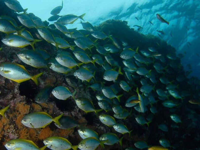 Resistencia antimicrobiana también en peces.