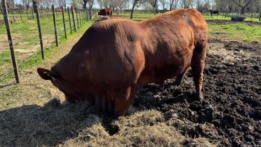 La genética bovina argentina se posiciona y fortalece su autonomía.