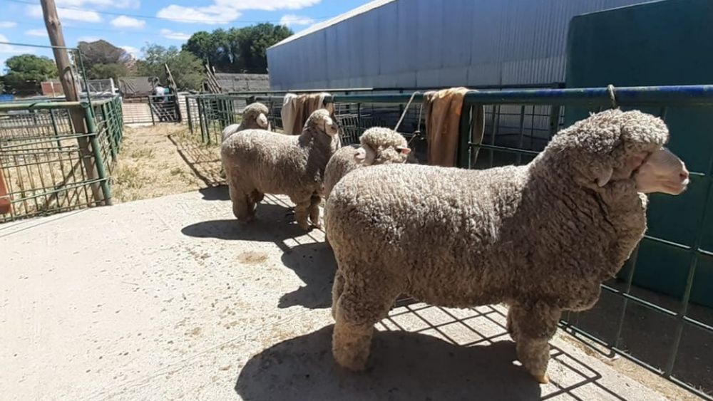 La disposición alcanza a ovinos de pedigrí que participen en exposiciones o remates. La disposición alcanza a ovinos de pedigrí que participen en exposiciones o remates.