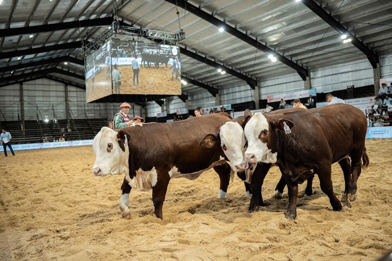 Ganadería. En las Nacionales 2025 participan 150 cabañas de 11 provincias.