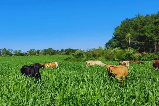 Clima y manejo, binomio clave en los tambos del norte.