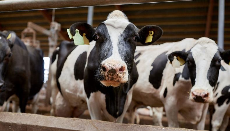 El posgrado sobre reproducción bovina está destinado a graduados de carreras afines a las ciencias biológicas.
