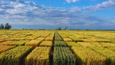 La optimización del cultivo de trigo requiere un enfoque integral que combine genética, nutrición y manejo eficiente de los recursos.