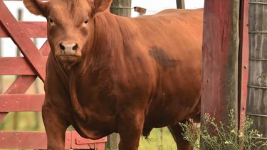 Motivar | Limangus ok