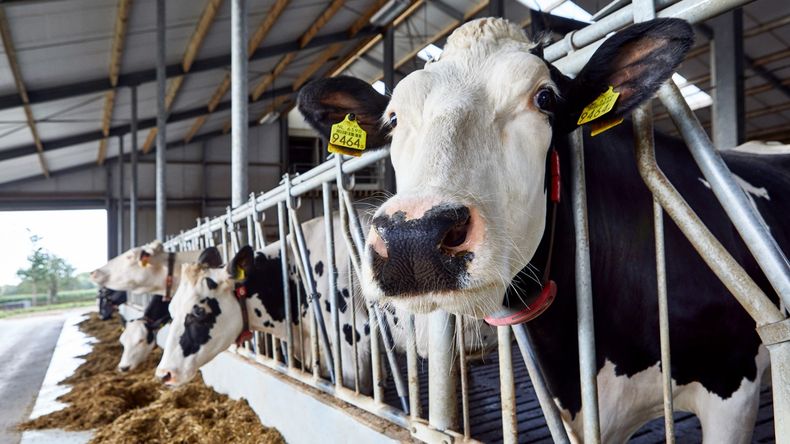 El Pony demuestra su visión dentro de la industria y apunta a generar valor mediante productos que promuevan la sustentabilidad, el cuidado ambiental y una producción responsable.