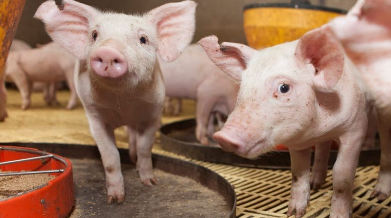 Aujeszky: El Senasa endurece controles para frenar la enfermedad.