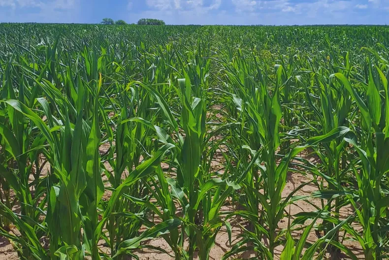 La soja pierde hasta 38% de rinde si se siembra fuera de fecha.