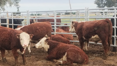 Es fundamental acoplarla al uso de la genéticabovina para obtener la información necesaria para generar la población dereferencia de la raza Hereford.