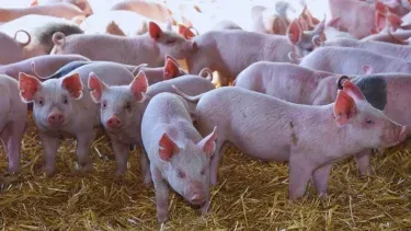 Lechones más sanos, con menos antibióticos.