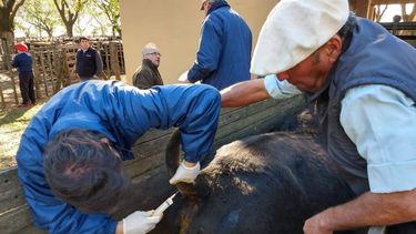 Brucelosis bovina. En cada predio los profesionales del Senasa recolectaron muestras serológicas.