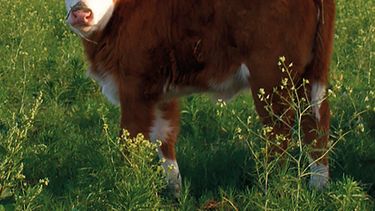 Más productos veterinarios, más producción.&nbsp;