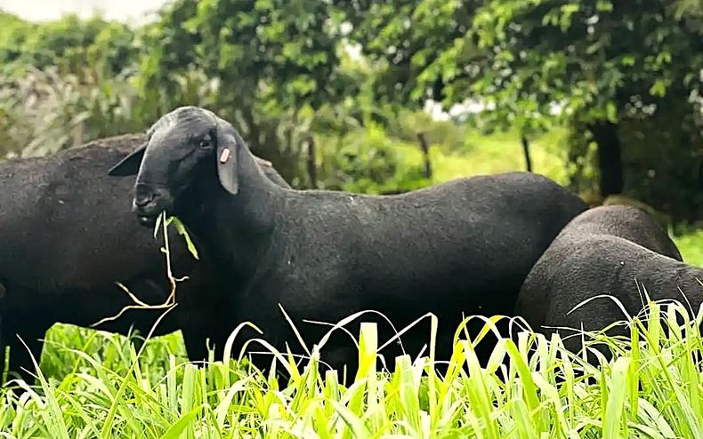 Producción ovina: Santa Inés mostró su potencial carnicero y reproductivo.