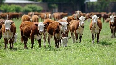 Volvió la sarna bovina.