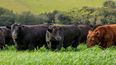 La mejora continua en genética bovina impulsa la calidad de la carne y la rentabilidad del sector ganadero.