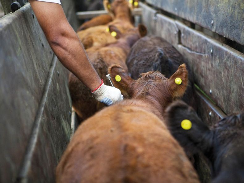 Para llegar a la erradicación de la Brucelosis Bovina, Chile ha implementado medidas estrictas en todo el territorio.