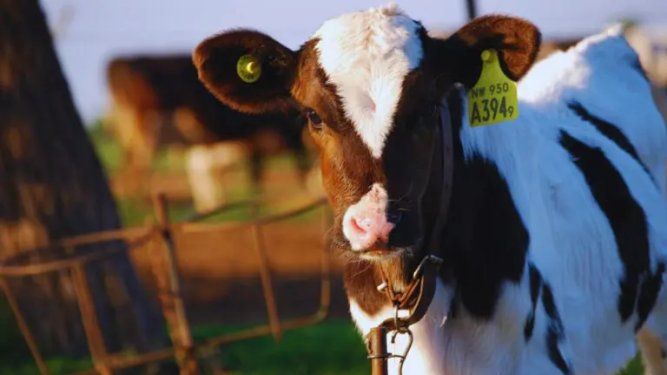 La diarrea viral bovina es cada vez más determinante sobre la productividad.