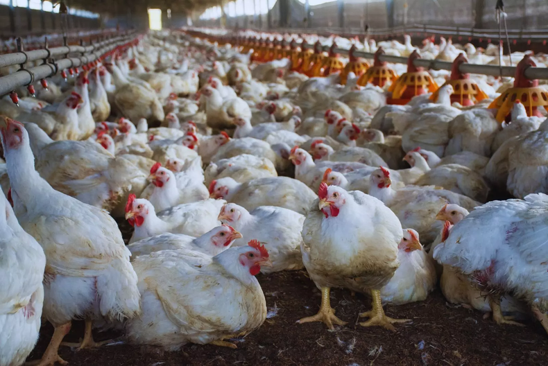 Avicultura. Los residuos de la crianza de pollos pueden tratarse y reportar beneficios para la sanidad animal y la productividad.