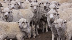 La sarna ovina amenaza la ganadería en Chubut. La sarna ovina amenaza la ganadería en Chubut.